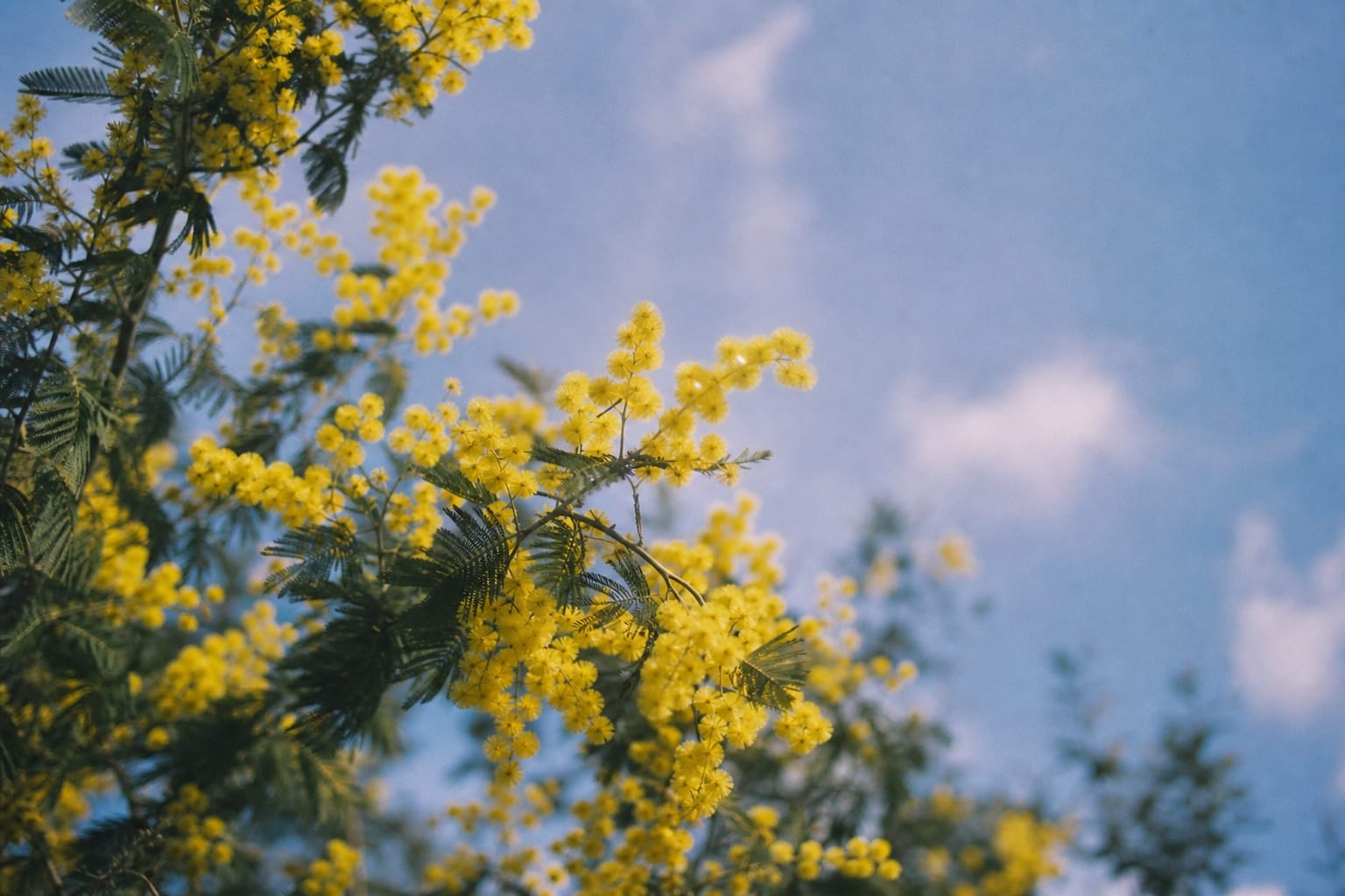 Branches de mimosa en fleur devant un ciel bleu