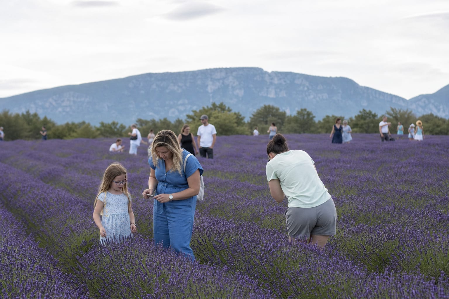 Champ de lavande en pleine floraison avec relief au loin