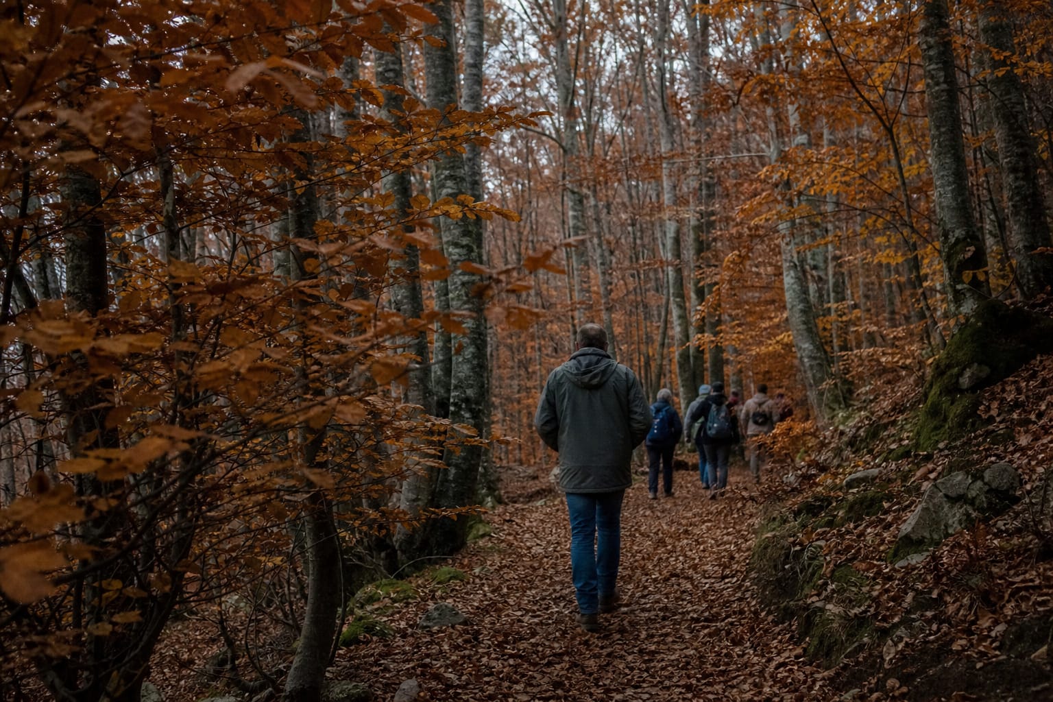 Forêt aux couleurs rousses avec sentier couvert de feuilles