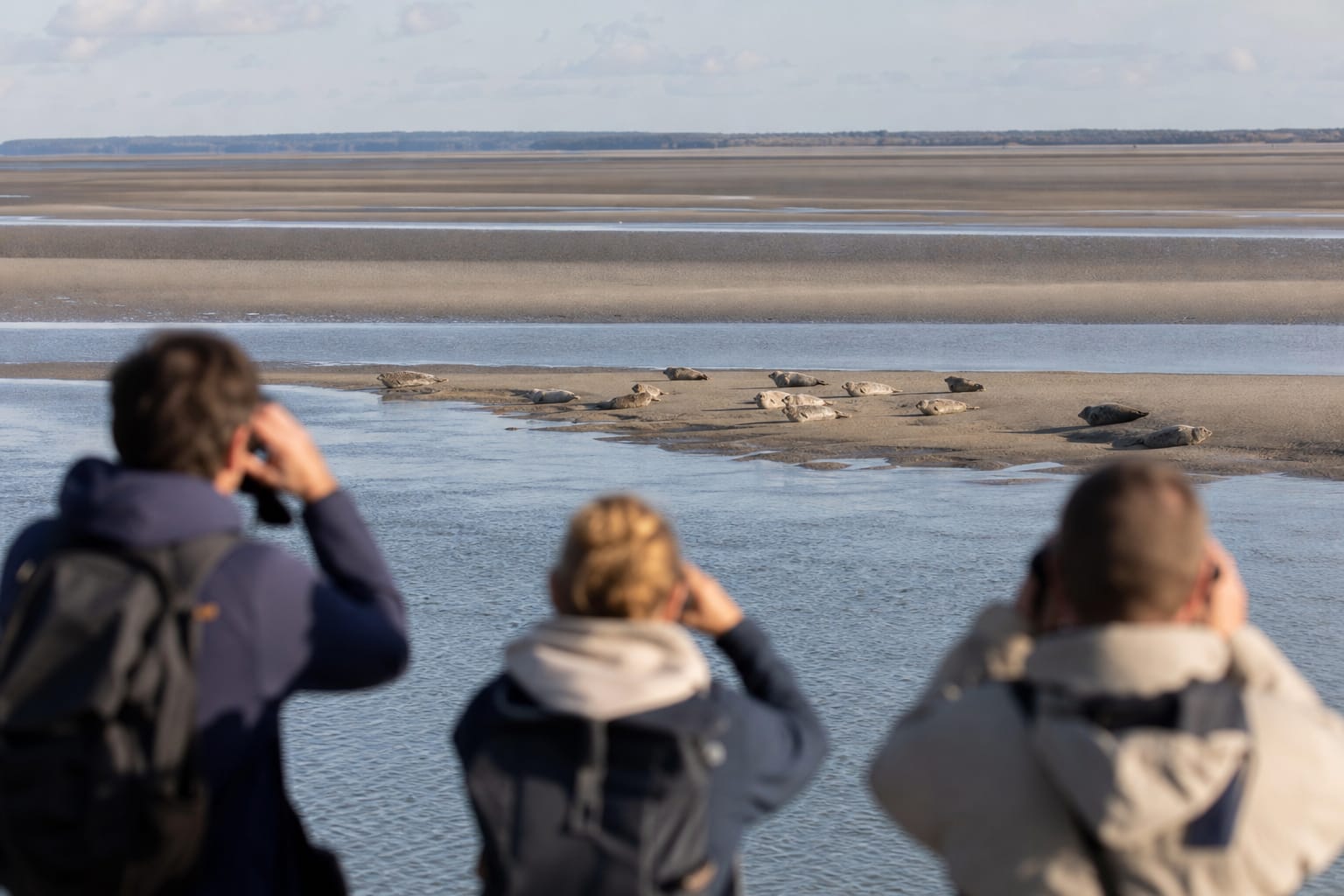 Phoques veaux-marins allongés sur un banc de sable à marée basse en baie de Somme, observés de loin par quelques promeneurs munis de jumelles