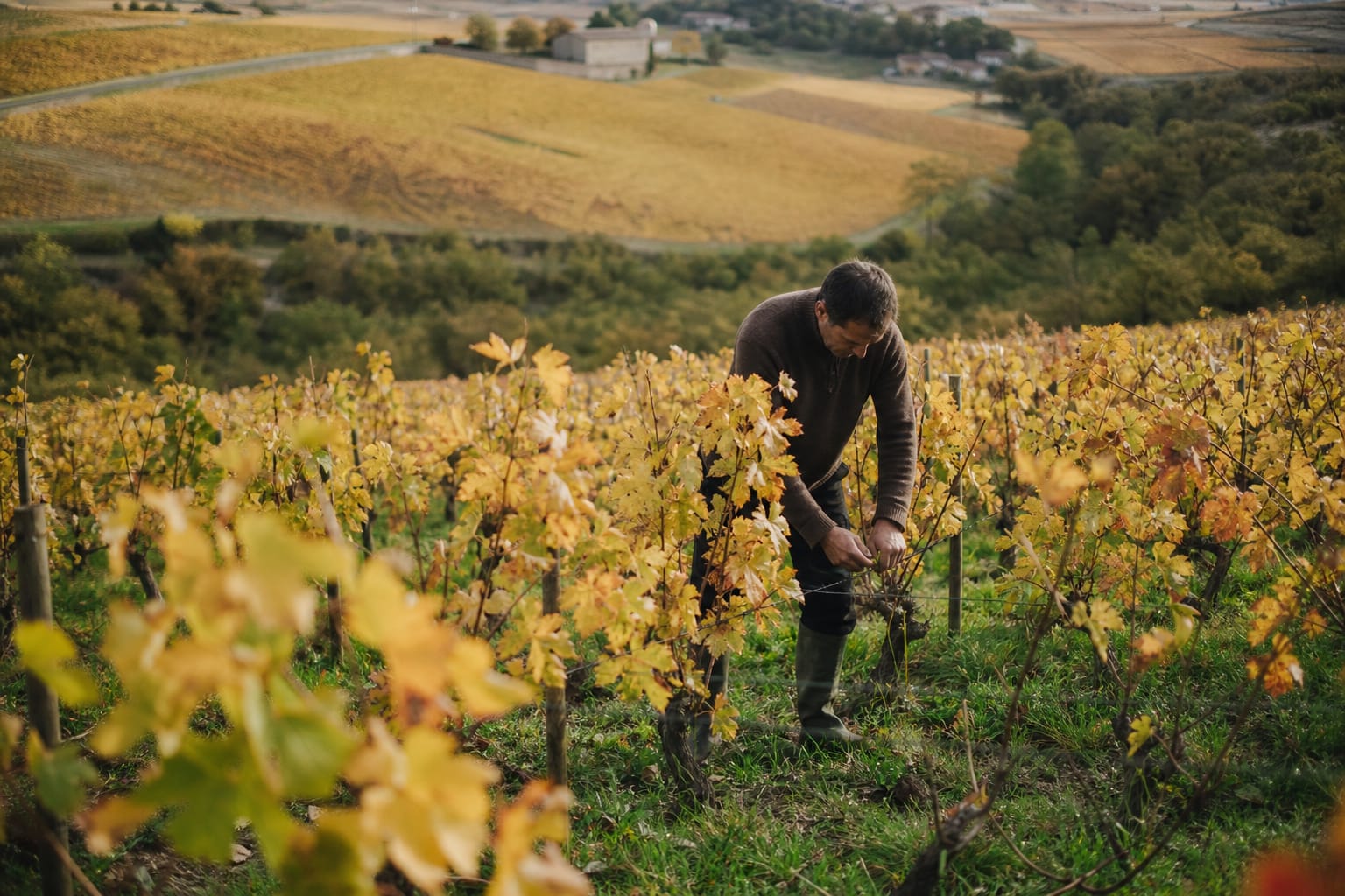 Rangs de vigne dorés à l'automne avec un vigneron au travail